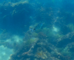 Diplodus puntazzo