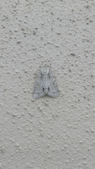 Acronicta lobeliae