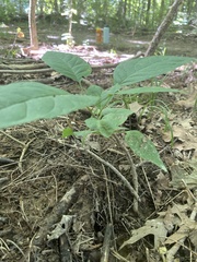 Amaranthus viridis