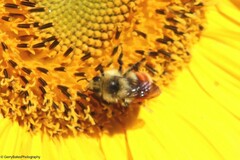 Bombus huntii