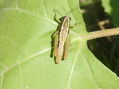 Melanoplinae