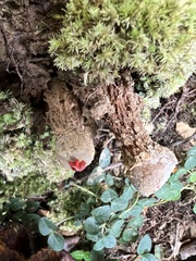 Calostoma ravenelii