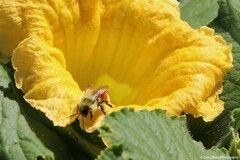 Bombus huntii