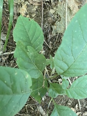 Amaranthus viridis