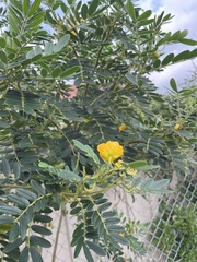 Senna multiglandulosa