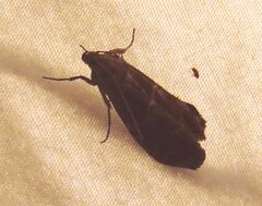 Euzophera ostricolorella