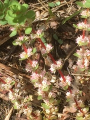 Illecebrum verticillatum