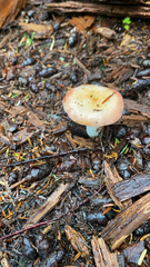 Russula cremoricolor