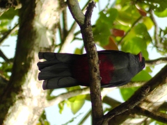 Trogon massena