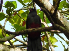 Trogon massena