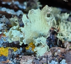 Ramalina sinensis
