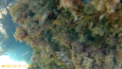 Tripterygion delaisi