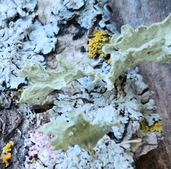 Ramalina sinensis