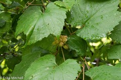 Ampelomyia vitiscoryloides