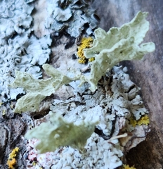 Ramalina sinensis