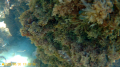 Tripterygion delaisi