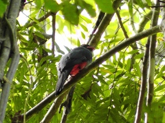 Trogon massena