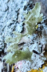 Ramalina sinensis