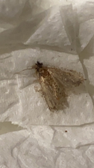 Plodia interpunctella