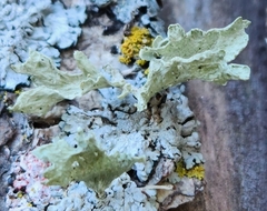 Ramalina sinensis