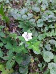 Geranium sibiricum