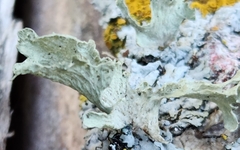 Ramalina sinensis