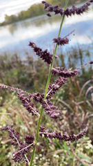 Echinochloa crus-galli