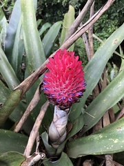 Quesnelia quesneliana