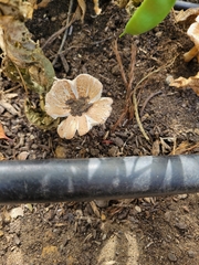 Lepiota rubrotinctoides