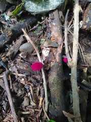 Phillipsia domingensis