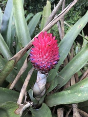 Quesnelia quesneliana