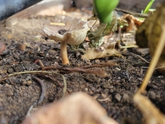 Lepiota rubrotinctoides