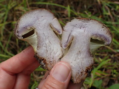 Cortinarius atkinsonianus