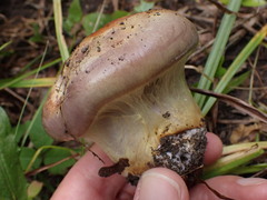 Cortinarius atkinsonianus