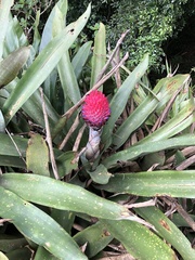 Quesnelia quesneliana