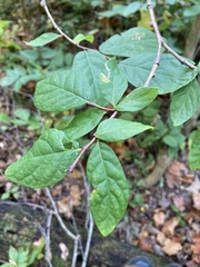 Dirca palustris