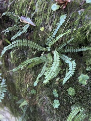 Asplenium tripteropus