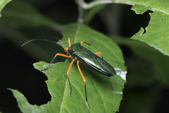 Paryphes