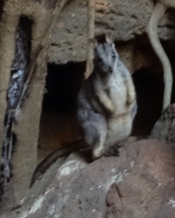 Petrogale mareeba