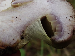 Cortinarius atkinsonianus