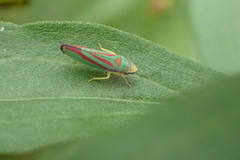 Graphocephala