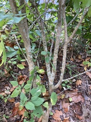 Dirca palustris