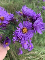 Symphyotrichum novae-angliae