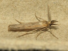 Thaumatopsis pexellus