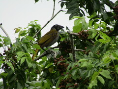 Saltator atriceps