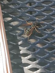 Polistes dominula
