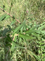 Symphyotrichum novae-angliae