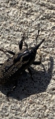 Sphenophorus cariosus