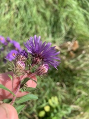 Symphyotrichum novae-angliae