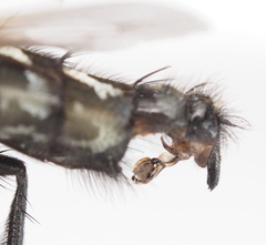 Sarcophaga subvicina